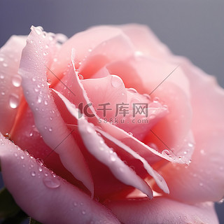 粉红玫瑰的花瓣上有粉红色的水滴