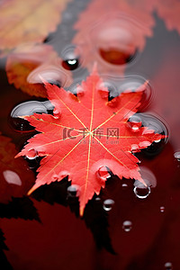漂浮枫叶背景图片_池塘水中漂浮着一片红色的枫叶