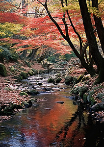 秋天的小树林，长满了五颜六色的树叶，还有一条小溪