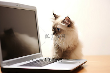 一只猫站在桌子上的笔记本电脑旁边