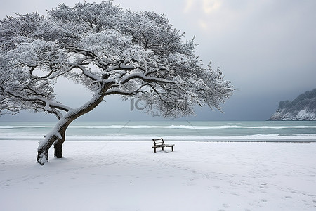 雪松树背景图片_阿尔巴尼亚捷克共和国海滩上雪中的树