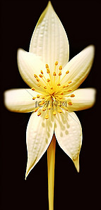 白色和金色的花