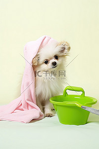 水桶背景图片_一只裹着毛巾提着光滑水桶的小狗