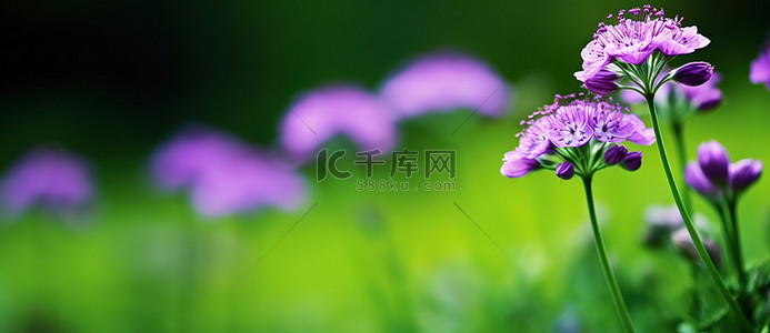 绿色田野中绿色背景的紫色花朵