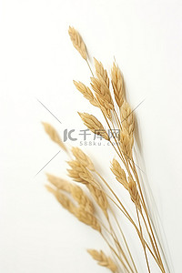 干背景图片_白色背景中充满干燕麦的茎