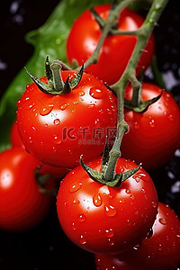 藤蔓上的红番茄，有水滴