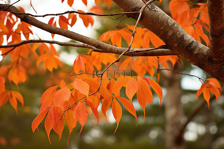 秋天一棵树的叶子