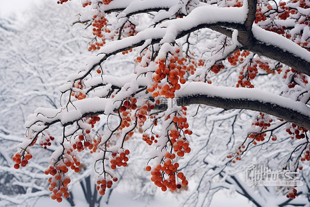 一棵被雪覆盖着红色浆果的树
