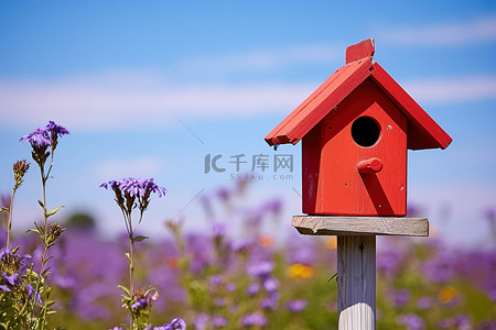 蓝色花田背景图片_蓝色的天空和紫色的花朵的红色邮局
