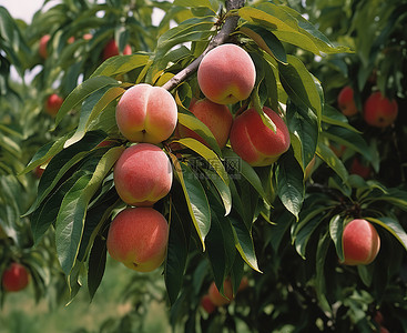 树上挂着一群红绿相间的桃子