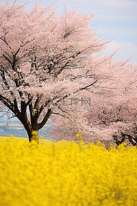 旅行背景图片_2012年4月23日日本人民庆祝春天的时代的樱花景观