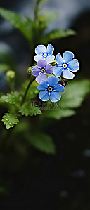 一朵蓝色小花的图像