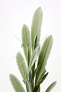 白色背景背景图片_白色背景中显示一株小植物