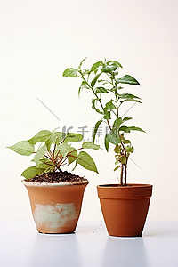 白色地面上的陶土盆中生长的两种植物