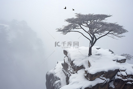 松树上的雪背景图片_一棵树矗立在被雪覆盖的悬崖上