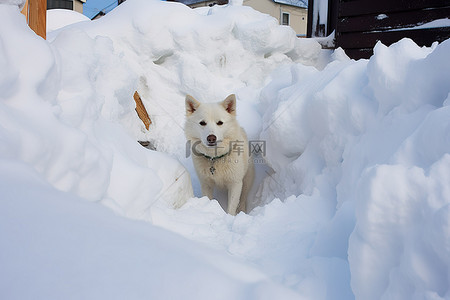 一只狗靠近一堆雪