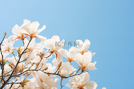 白花花的雪背景图片_蓝天白云下，树上开着大朵白花
