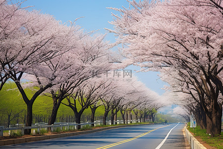 公路背景图片_公路两旁绿树成荫，鲜花盛开