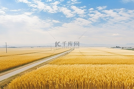 中国青州郊区麦田鸟瞰图3