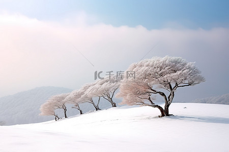 积雪覆盖的山上的一群树