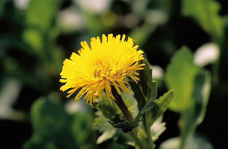 一朵黄色的花从植物中长出来