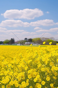 古迹背景图片_花田里的黄色花朵