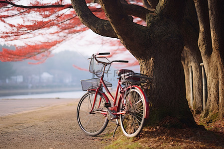 越野背景图片_红色自行车靠在树上