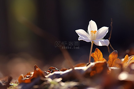 一朵小白花，黄色和红色的眼睛从枯叶中生长出来