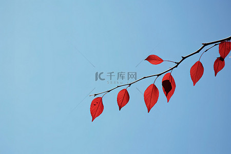 蓝天映衬下的一根树枝和红叶