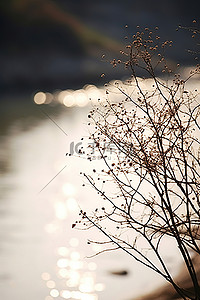 就背景图片_一棵小树就在河边