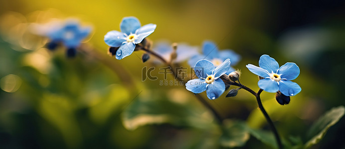 几朵蓝色小花的特写