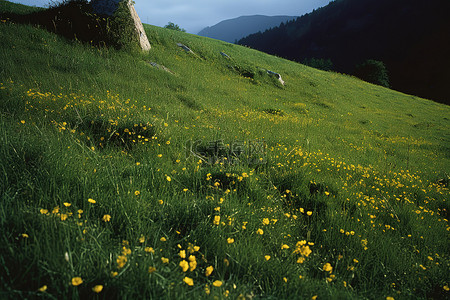 一片平坦的田野的山侧，开着黄色的花朵