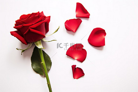 白色背景上的一朵玫瑰，有红色花瓣