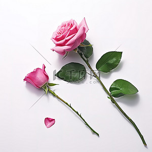 白色背景花瓣背景图片_玫瑰花束背景 粉红玫瑰，白色背景上的叶子