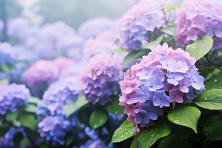 夏天人背景图片_春雨如诗，献给各地爱花的人