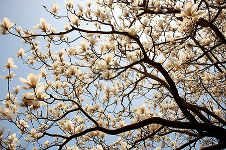巴尔的摩花园里盛开的玉兰树
