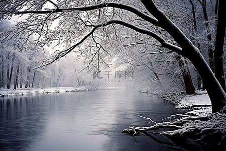 河树枝和雪的照片