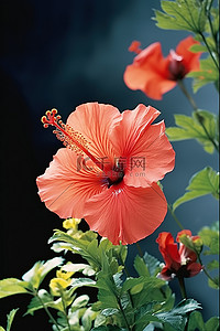 芙蓉王香烟背景图片_挂在花园里的芙蓉红花