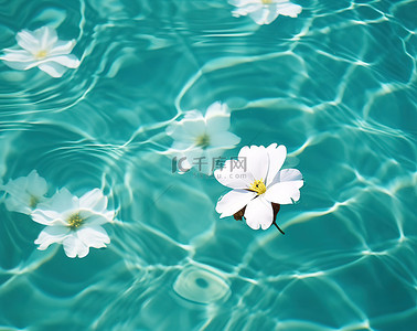 水面上漂浮着白色的花朵