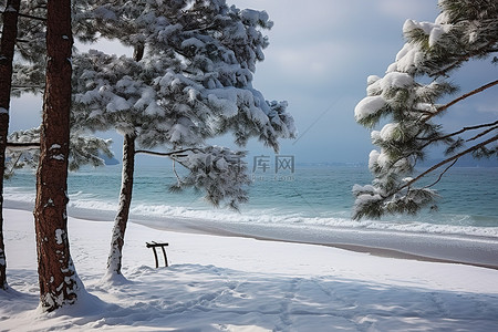 白雪皑皑的松树矗立在海滩和海洋旁边