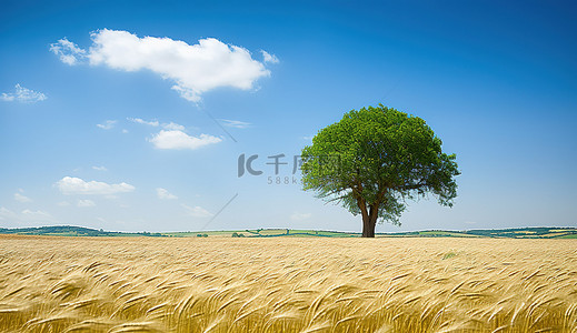 麦田底部的一棵孤独的树