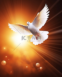 白鸽背景图片_一只白鸽在发光的背景上飞翔