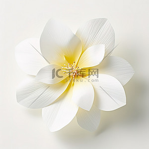 白色鸡蛋花背景背景图片_在白色背景上看到一朵白花