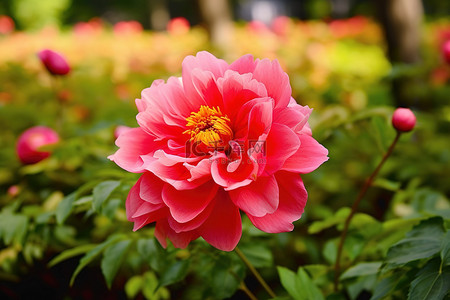 牡丹背景图片_拥挤的花园边缘有一朵美丽的粉红色花朵，花园里绿树成荫