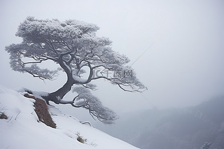 冬天松树背景图片_山脊上有一棵有雪的树