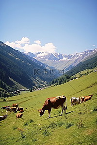 牧场奶牛背景图片_牛群在山上阳光明媚的地方吃草