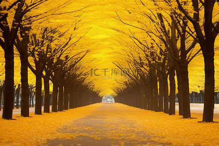 黄人背景图片_韩国秋天的黄树路