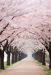 道路两旁的樱花树，两旁有一些树