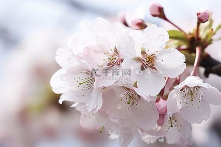 樱花与雾光的图像