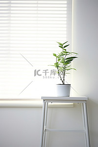 空房间里一张白色的桌子，上面有植物，上面有阴影